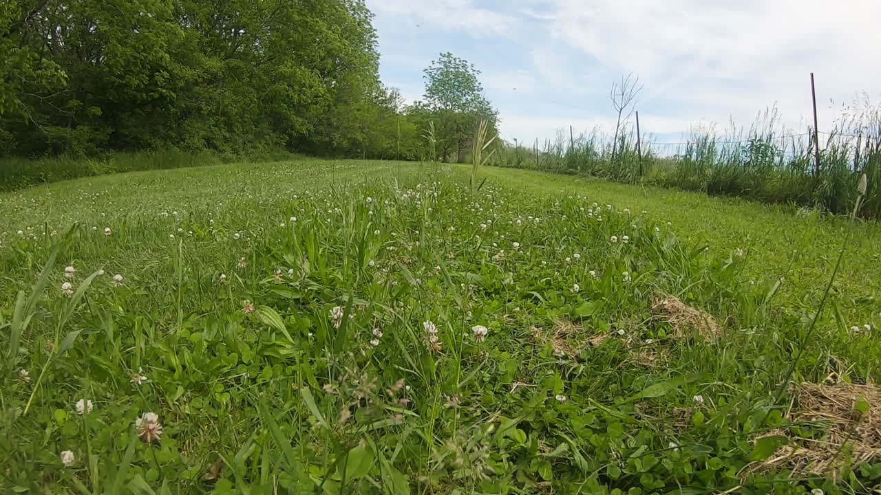 cámara de visión de ángulo bajo en una cortadora de césped que atraviesa un campo de hierba y trébol rodeado por una cerca de alambre y árboles