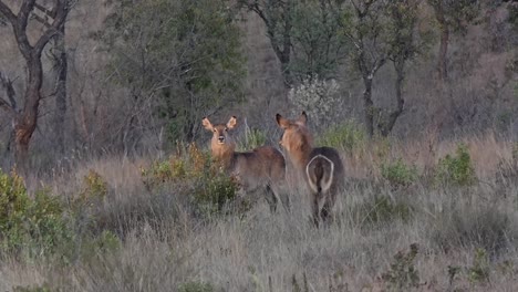 two female waterbuck in the early morning sun in africa