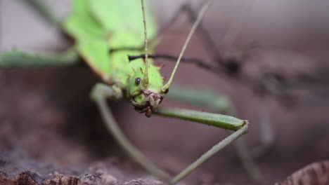 head of a female green stick insect with growths, she is resting on a branch in a terrarium, heteropterix dilatata