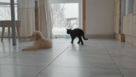 curly poodle lying on tiled floor by snowy patio door while black kitten paws playfully at curtain in cozy home kitchen setting, charming pet interaction captured in warm indoor morning light