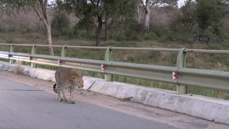 Leopardo-Caminando-Por-La-Carretera-En-El-Parque-Nacional-Kruger,-Sudáfrica