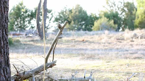 Lonely-yellow-rope-pending-from-a-tree-moves-along-with-the-wind