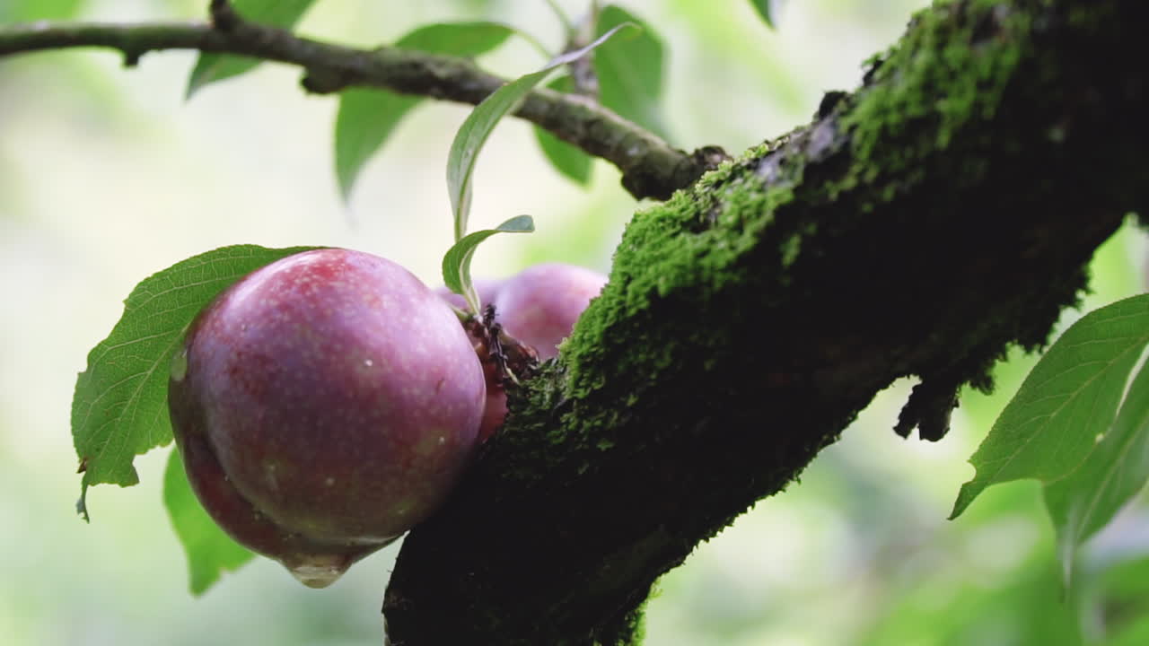 Primo piano di una prugna matura appesa a un ramo d'albero muschioso in un frutteto a Moc Chau, Vietnam, con uno sfondo naturale sfocato.