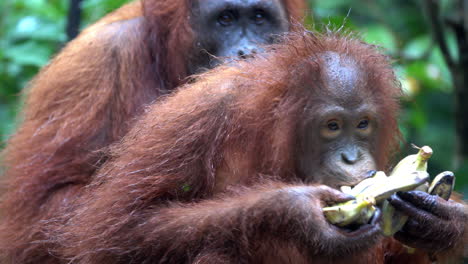 la hembra de orangután come plátanos con entusiasmo