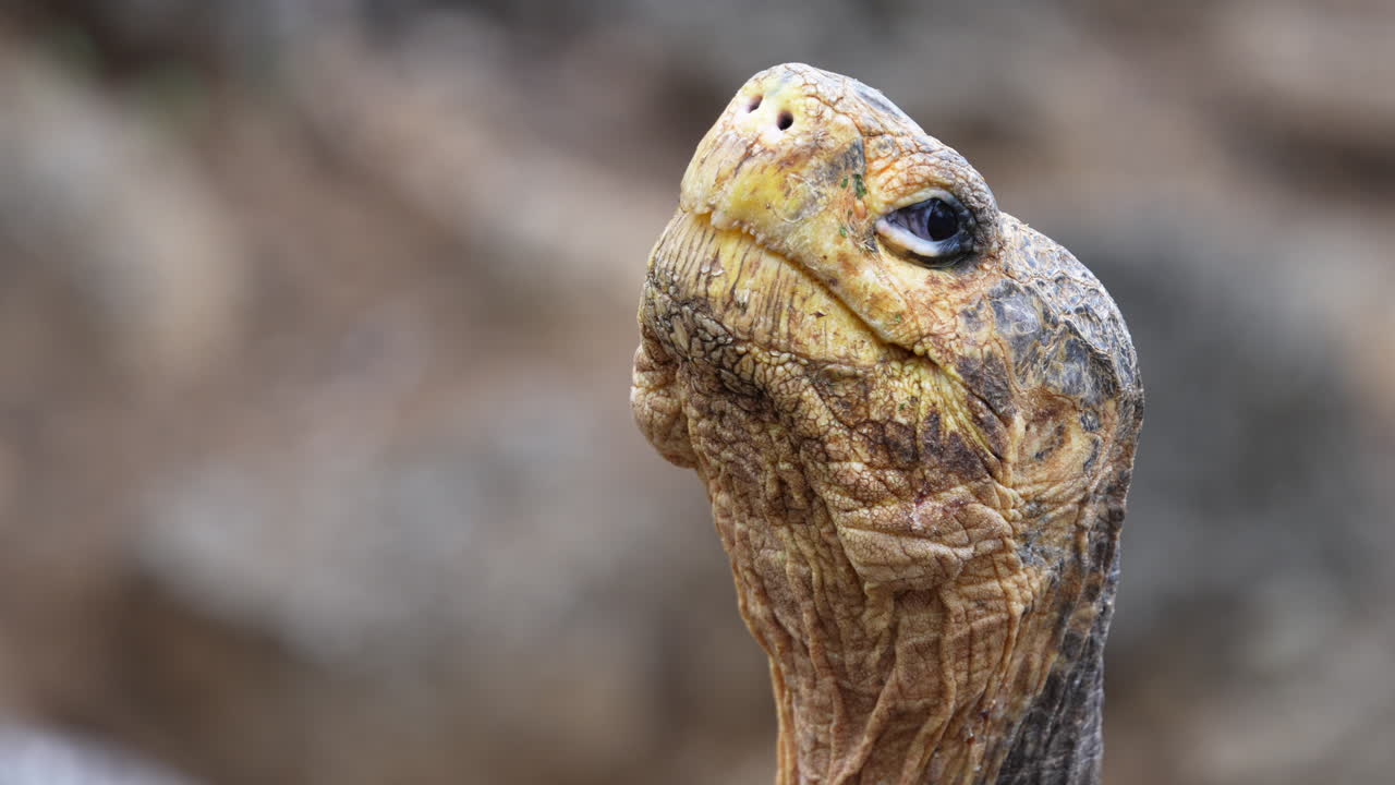 Close Up View Of Giant Saddleback Galápagos Head Looking And Blinking
