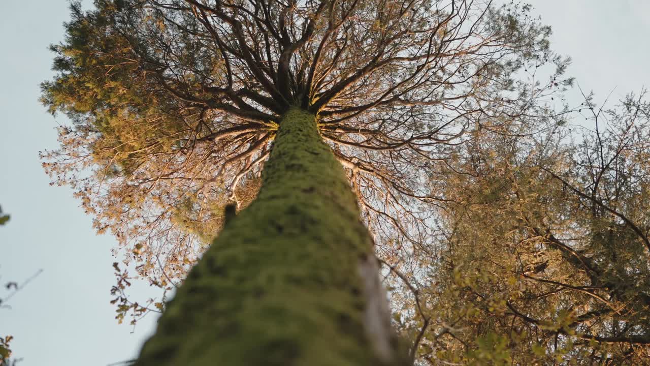 Vue ascendante depuis la base d’un tronc d’arbre couvert de mousse s’étendant dans une canopée automnale à Minho, dans le nord du Portugal