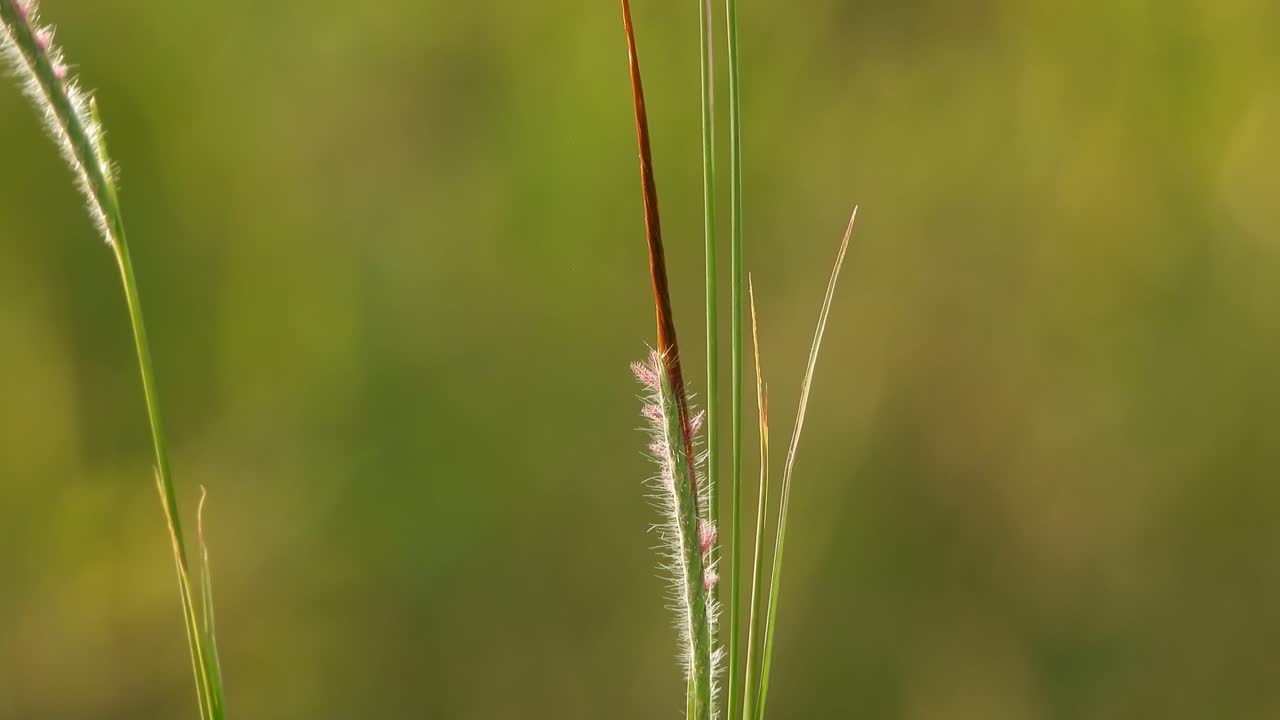 Grass in pond UHD MP4 4k .