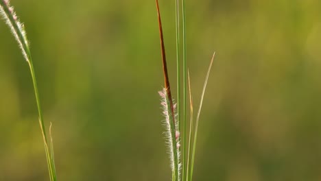 grass in pond uhd mp4 4k .