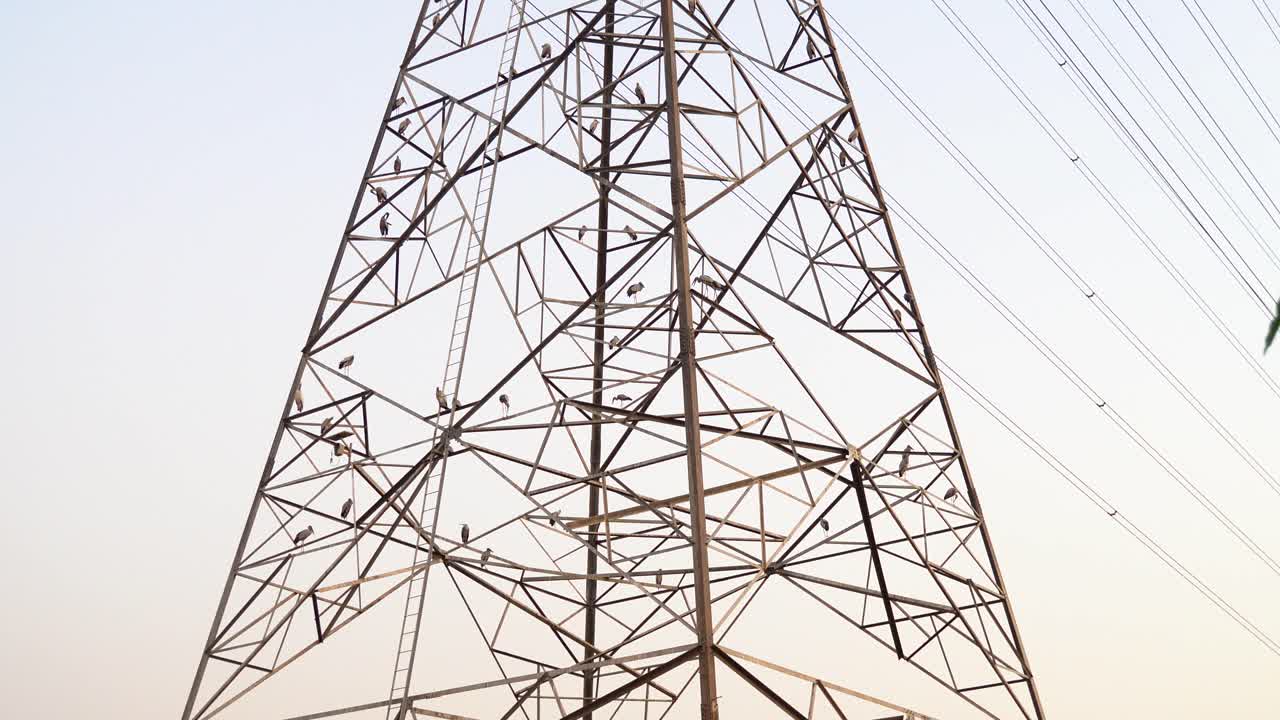 일몰 동안 강철 전력선 탑에 자리 잡은 새들 - 위로 기울이기