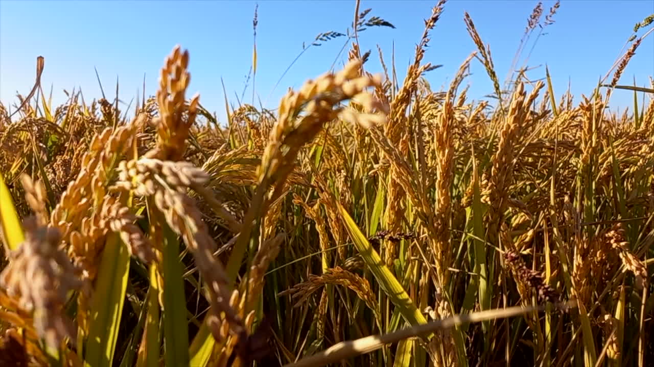 imagen de espigas de arroz amarillo, en un ángulo visto desde la altura de la planta, hermosa