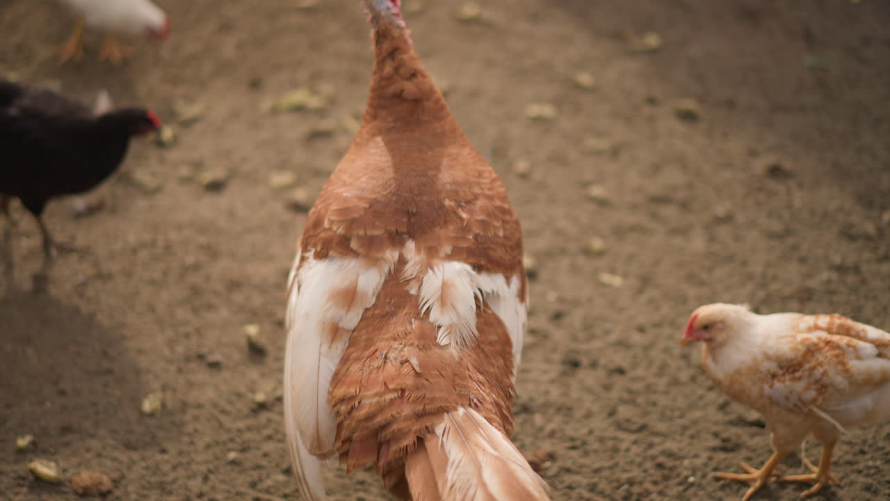 primo piano di un tacchino marrone con uno stormo che becca il terreno vicino al pollaio, bargiglio rosso, piume ruvide, galline e pulcini che razzolano attorno a un recinto rustico, atmosfera tranquilla di una mattinata rurale, mangime sparso, terreno umido