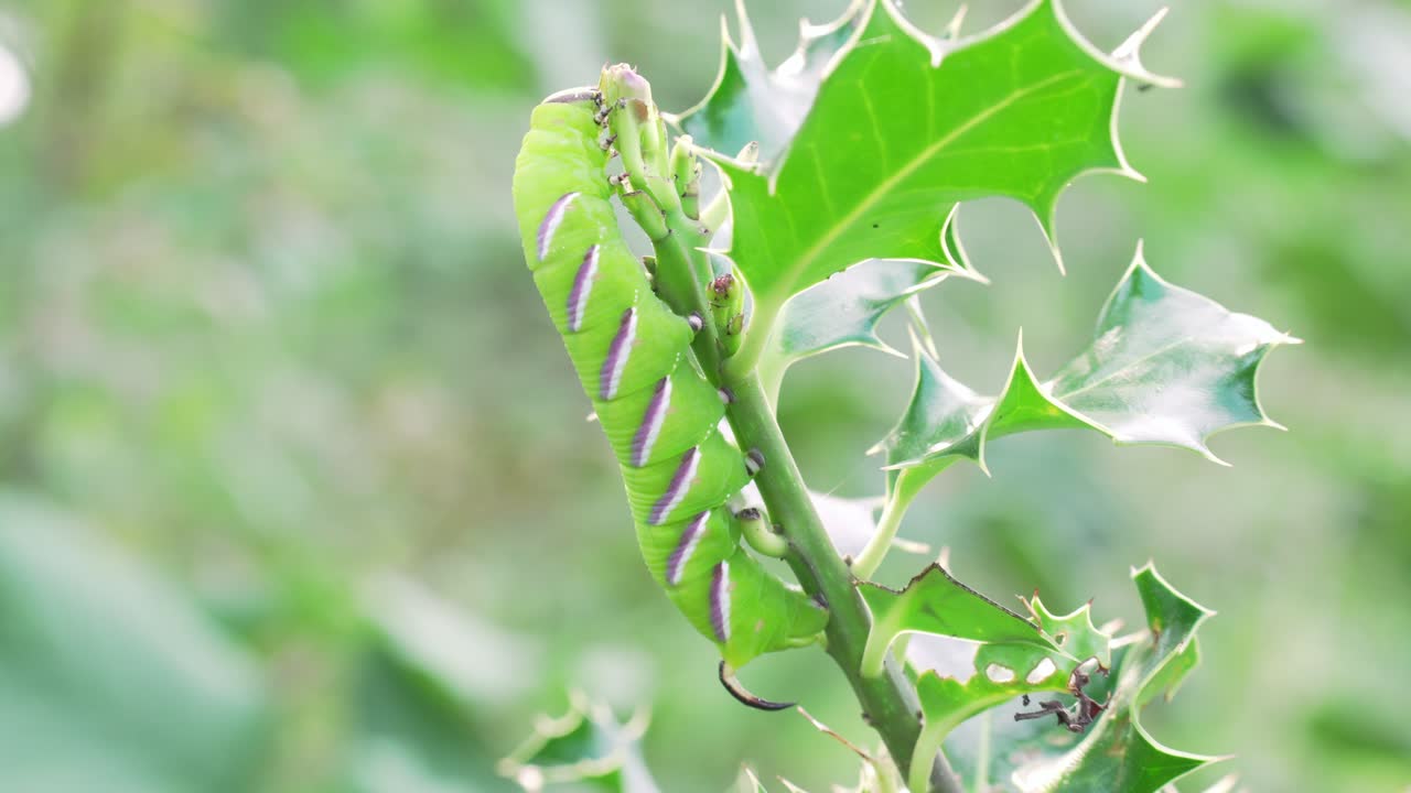 The Sphinx ligustri Caterpillar in slowmotion looking for something to eat