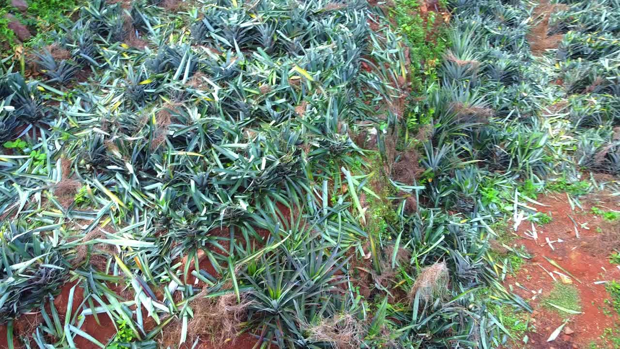 A close-up view of a vibrant pineapple plantation with healthy green plants rooted in reddish-brown soil, highlighting tropical agriculture and organic growth