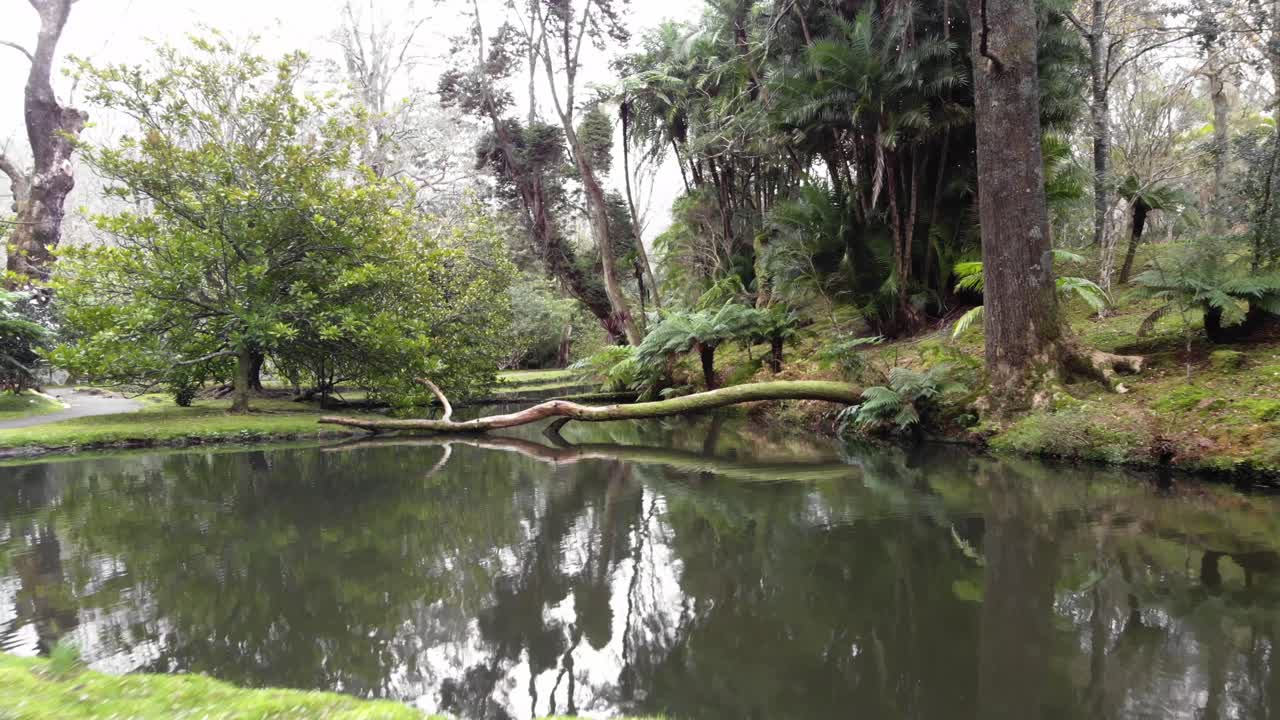 목가적인 호수 위를 날고, 물에 비친 무성한 초목