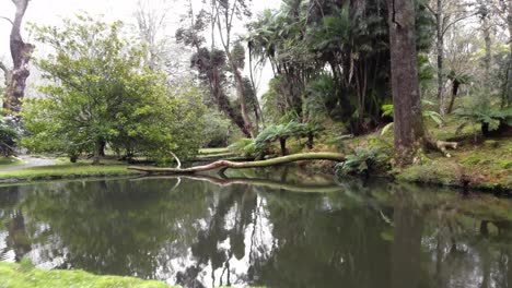 volar sobre un lago idílico, una exuberante vegetación reflejada en el agua