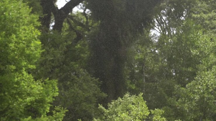 Misty Rain in Jungle