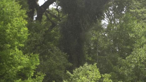 lluvia brumosa en la selva