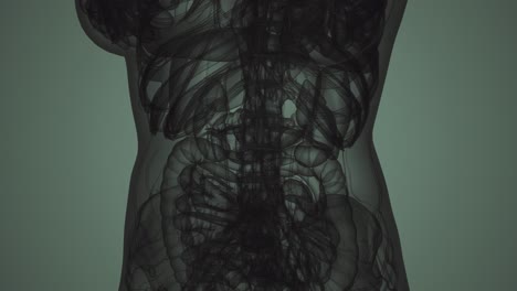 3D-MRI-Woman-Body-Scan