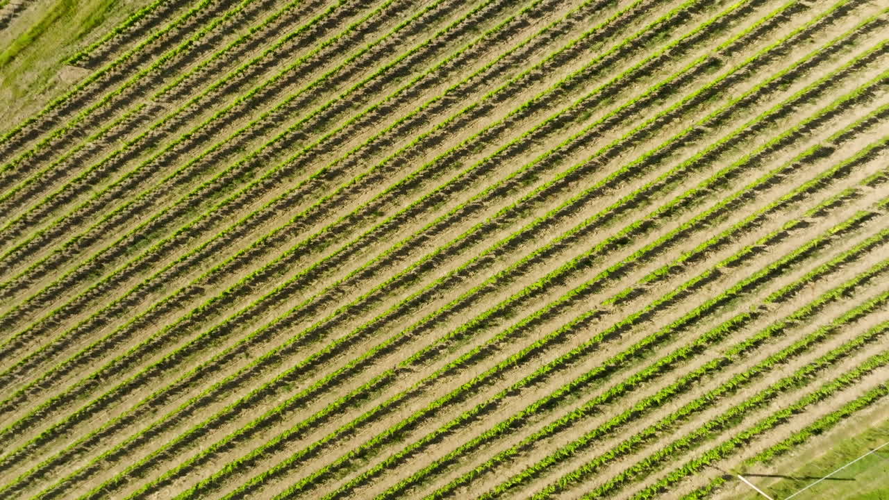Top down drone shot rotating above green, grape vine plants, summer in Tuscany
