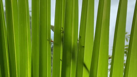 silueta de lagarto a través de una hoja, caminando a través