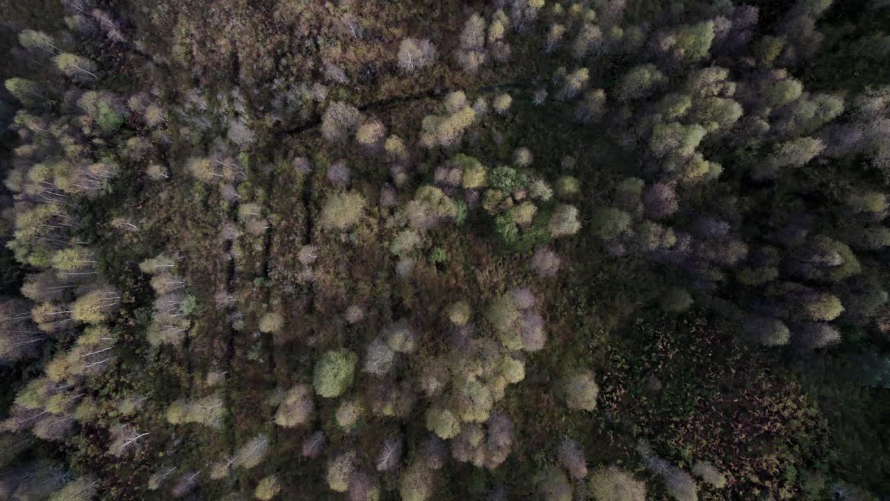 A drone rises high up above a forest canopy of native birch trees in full autumn colour, looking driectly down onto the top of the forest canopy