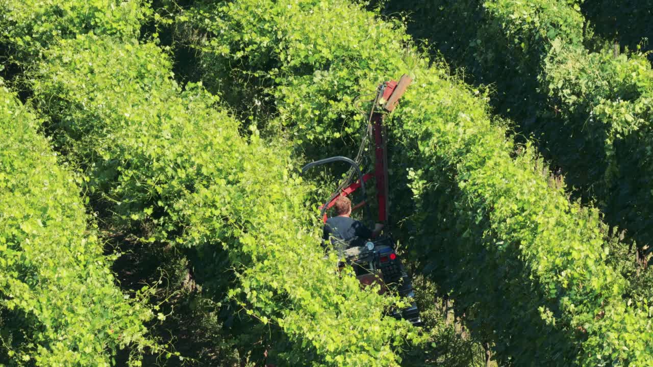 Machine harvesting grapes in lush Italian vineyard
