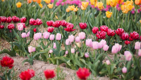 scenic rows of blooming tulips