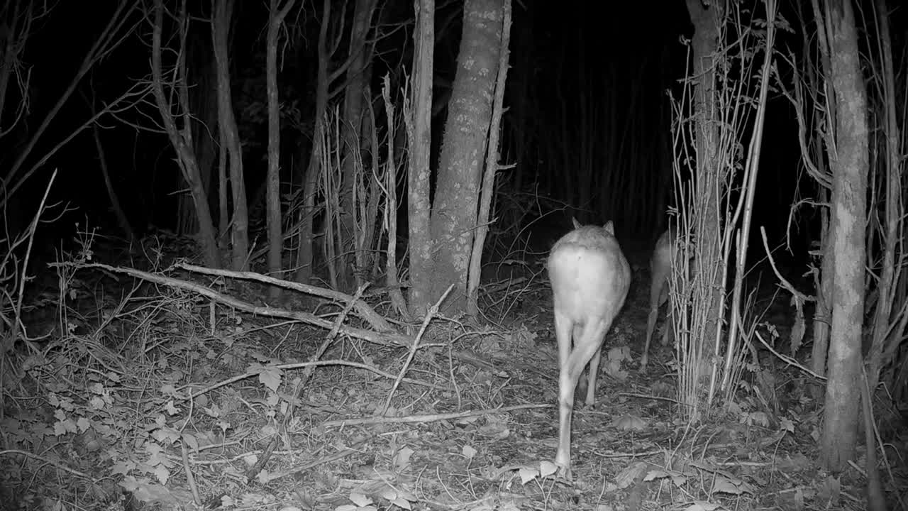 Young Roe deers (Capreolus capreolus) walking in the forest at night in Saaremaa, Estonia.
