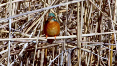 A-Common-Kingfisher--in-the-Reed,-Germany