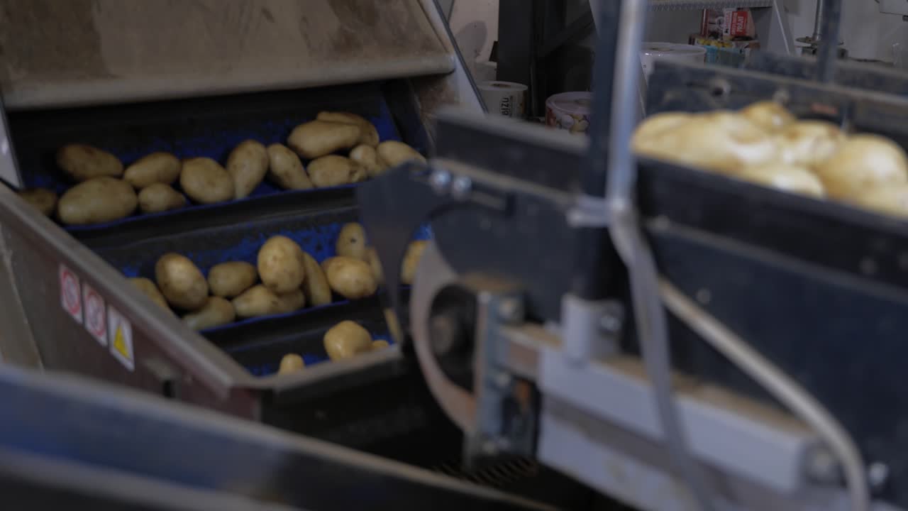 Fresh Picked Potatoes Moving On Conveyor Belts In A Large Industrial Factory