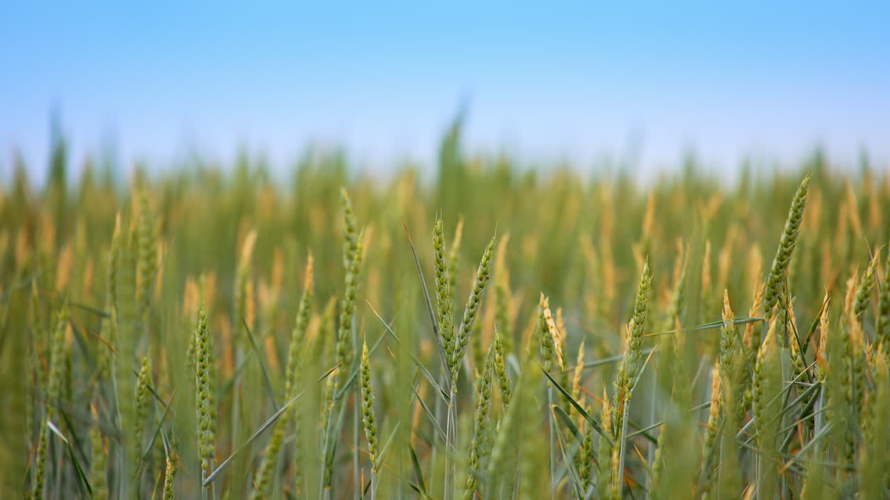Grain ripen in the sun at the agricultural field. Some spikelets moving slowly in the wind. Close up. Blurred background.