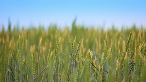 grain ripen in the sun at the agricultural field. some spikelets moving slowly in the wind. close up. blurred background.
