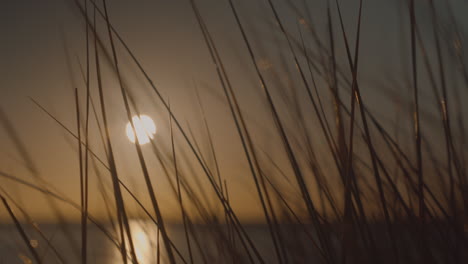 wild beach grass close up blowing in the wind at sunrise, back lit by the sun