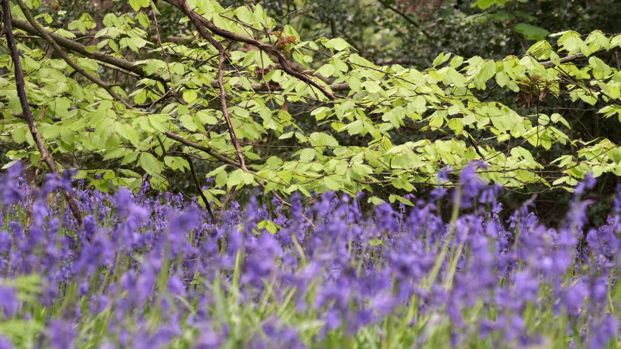 flores de campana azul de colores vibrantes colocadas contra un frondoso árbol de haya en la hoja de primavera en un bosque de worcestershire, inglaterra