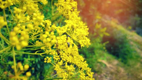 yellow flowers filled with insects