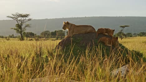 pride of lions in masai mara, kenya, africa, lioness and cute young lion cubs on african wildlife safari lying in the sun on termite mound in maasai mara, wide angle shot with landscape scenery