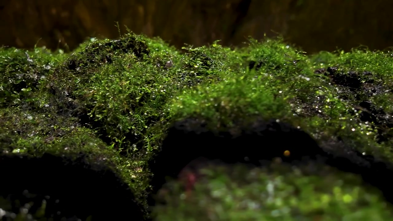 Detaillierte filmische Makroaufnahme von leuchtend grünem Moos auf Vulkangestein in der Höhle Algar do Carvao auf der Insel Terceira auf den Azoren, Portugal.