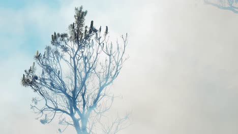 호주 산불 후 바람에 떠도는 연기