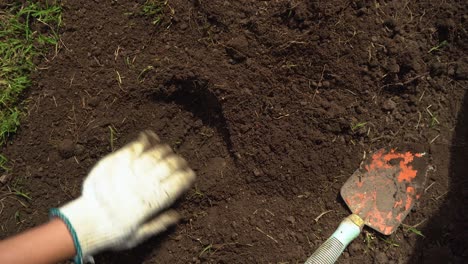 gardener planting lettuce plants in soil, top down view