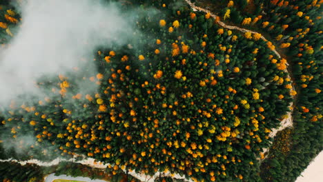 autumn forest from above