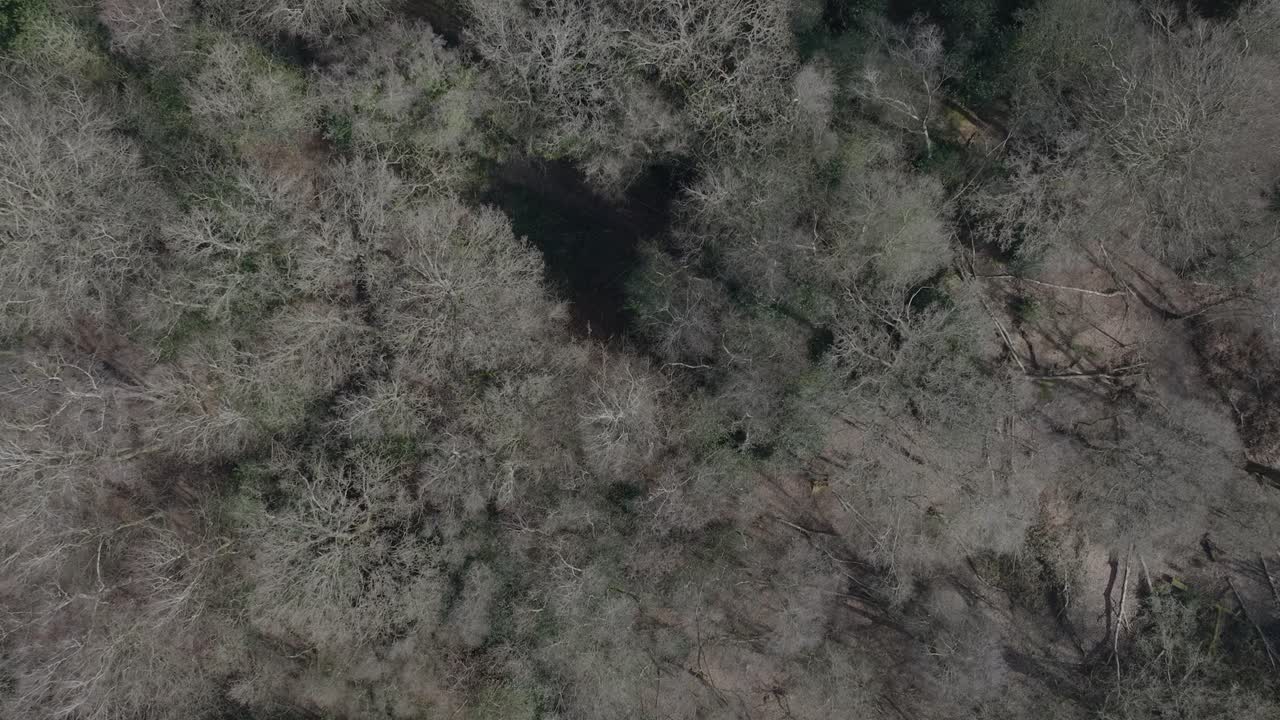 Alter Wald, winterliches Baumkronendach, Luftaufnahme, Vogelperspektive, von oben, Laubwald, kahl, UK, 4K.