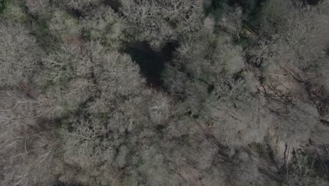 alter wald, winterliche baumkronen, antenne, vogelperspektive, overhead, laubwald, keine blätter, großbritannien, 4k