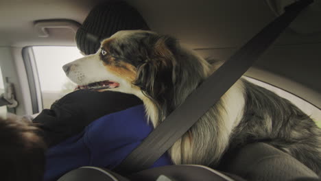 un perro gracioso viaja en el maletero de un coche, pone su cabeza en el hombro de un pasajero.