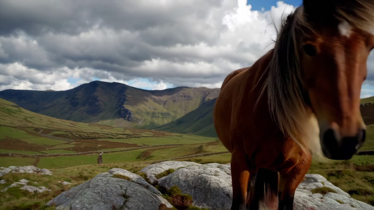 Caballo en las montañas