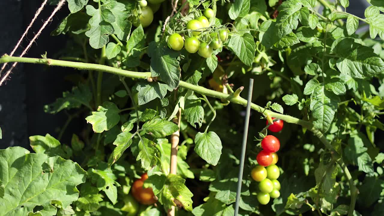 빛 아래 성숙하는 열매를 가진 토마토 식물