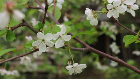 白色開花的水果樹花在果園的春風中搖<unk>,靠近