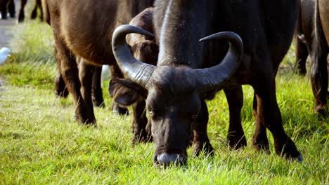 beautiful afternoon light on a herd of buffaloes grazing, closeup