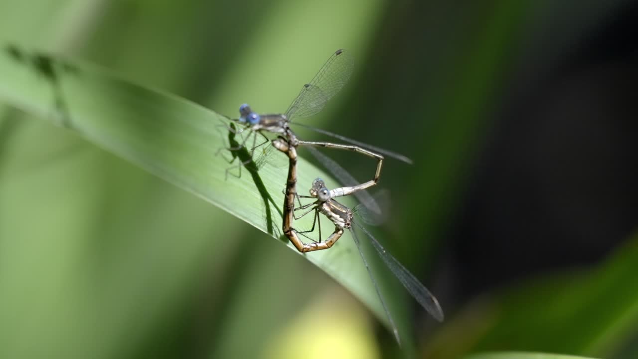 Two damselflies making a heart shape while mating on a green leaf in nature