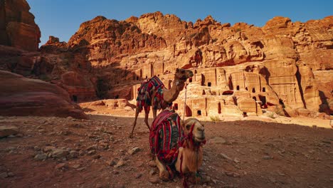 bucle de video continuo de cinemagraph de dos camellos en petra jordania, junto a tumbas históricas en el tesoro del sitio del patrimonio de la unesco tallado en piedra arenisca y piedra caliza