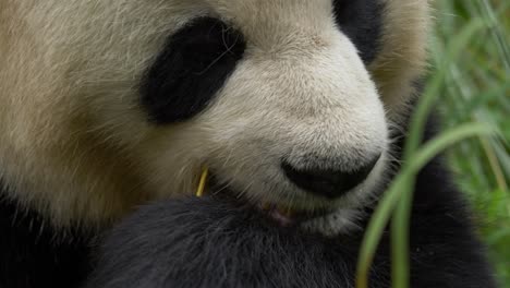 vista frontal de un panda frente a la cámara y comiendo bambú con contacto visual